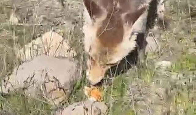 Ahlat'ta aç tilki piknik sofrasına ortak oldu
