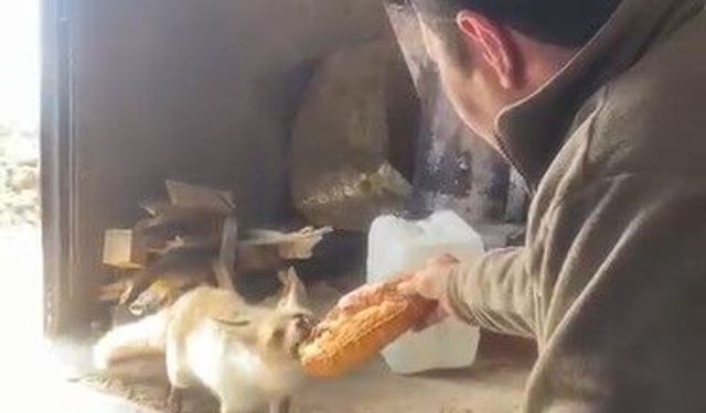 Ahlat'ta tilki ile işçilerin dostluğu gülümsetiyor