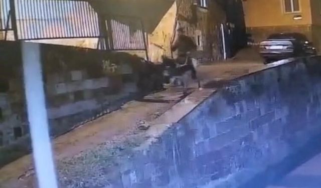 Altınları çalıp eşekle kaçan sanığa 9 yıl 7 ay hapis cezası