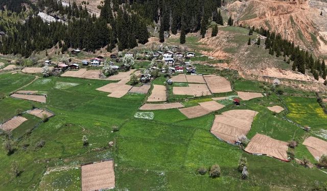 Artvin'de 1400 rakımda imece usulü doğal tarım