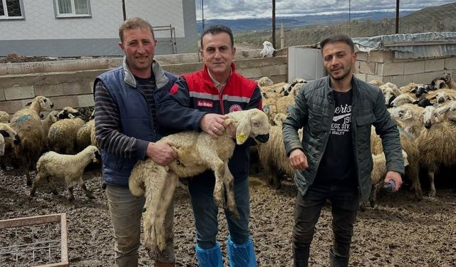 Aydıntepe'de küçükbaş hayvan tespitleri sürüyor
