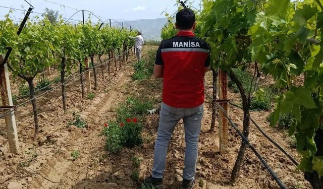 Bağlarda hasat öncesi pestisit denetimi başladı