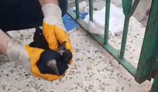 Bayburt'ta poşete dolanan kargayı baba ve oğlu kurtardı
