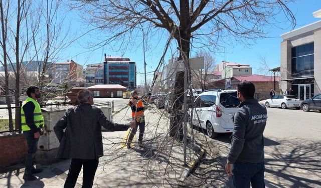 Belediye ekiplerinden ağaç budama çalışması