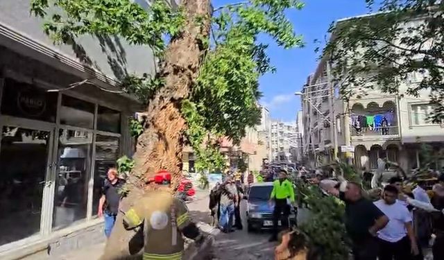 Bursa'da seyir halindeki araçların üzerine ağaç devrildi: 1 kişi yaralandı