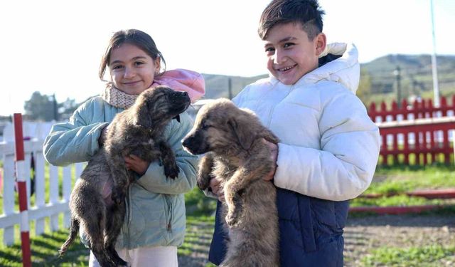 Büyükşehir'den Dikili'ye tam teşekküllü sokak hayvanları kampüsü