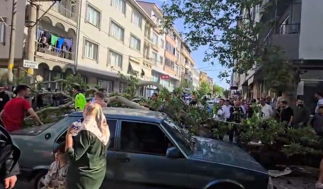 Devrilen ağacın altında kalan motosiklet sürücüsünün durumu ağır