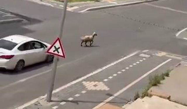 Diyarbakır'da kaçan kurbanlık trafiğin altını üstüne getirdi