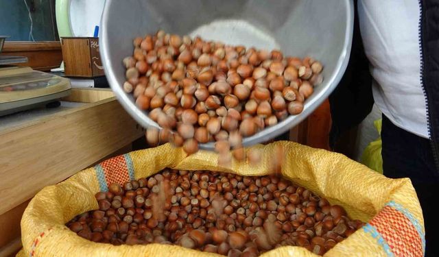 Düzce'den AB ülkelerine 4 bin 452 ton fındık ihraç edildi