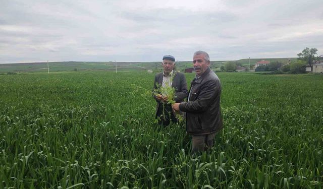 Edirne'de buğday ekili alanlarda hastalık uyarısı