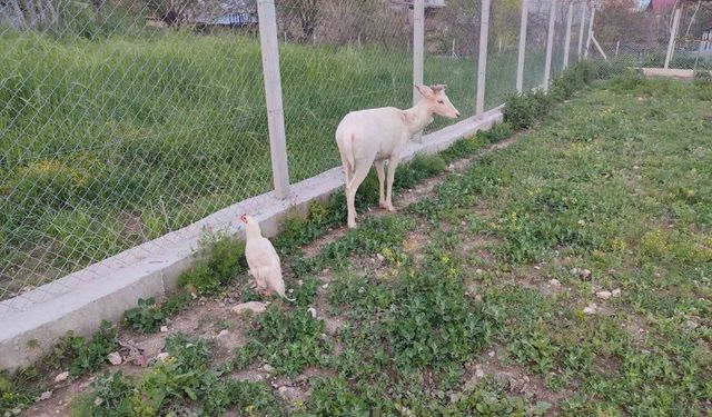 Elazığ'da beyaz ala geyik bu kez koyun sürüsünde görüldü