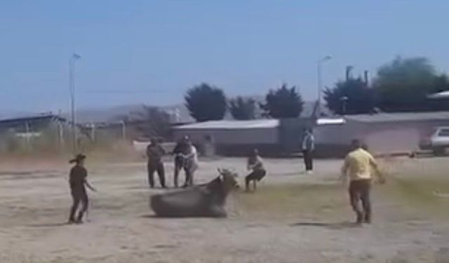 Hayvan pazarından kaçan inek ortalığı karıştırdı