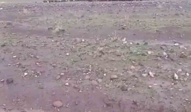 Iğdır'da sağanak ve dolu sonrası sel: Hayvanlar son anda kurtarıldı
