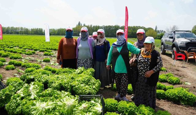 Iğdır'da sezonun ilk hasadı marulla başladı