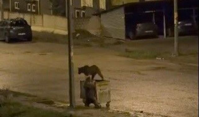 Kars'ta ayıların görev paylaşımı: Biri yedi, diğeri nöbet tuttu