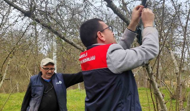 Kırklareli'de kahverengi kokarca böceği izleme çalışmaları