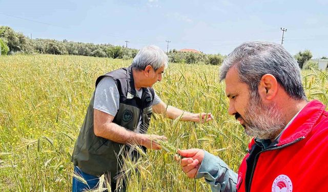 Menteşe'de ekipler sahada hastalık ve süne denetiminde