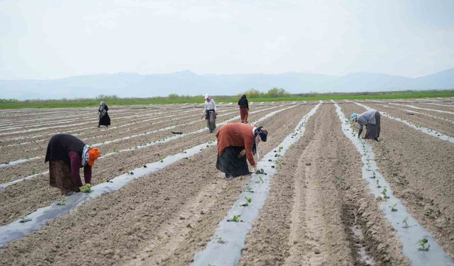 Muş'ta aromasıyla öne çıkan karpuzun ekimine başlandı