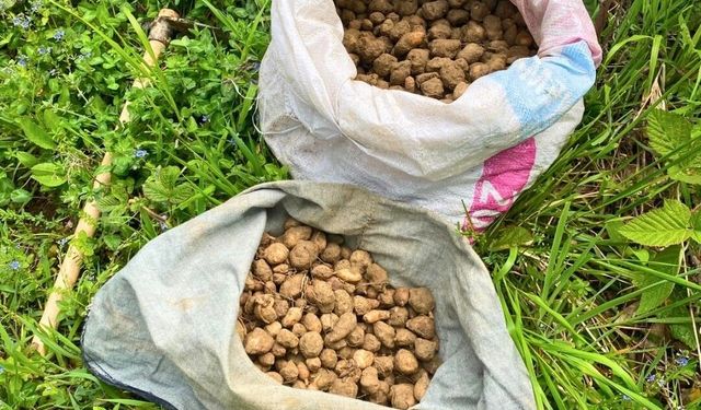 Nesli tehlike altındaki salep yumrularını toplayan kişiye 699 bin TL ceza
