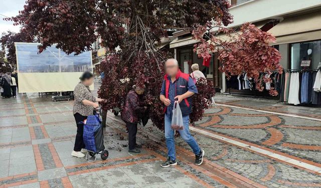 Şiddetli rüzgarda yağmur yağdı, ağaç kırıldı: Vatandaşlar erik peşine düştü