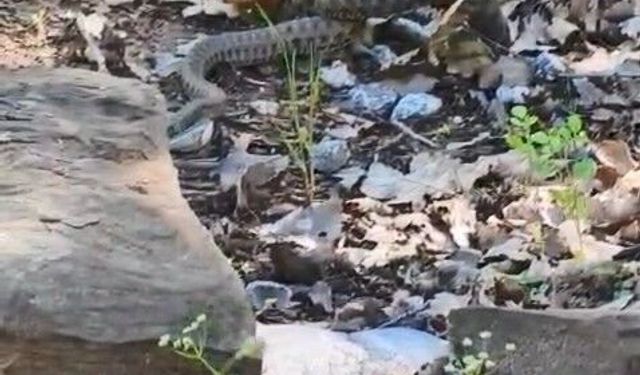 Tunceli'de kocabaş yılan, sincabı avladı