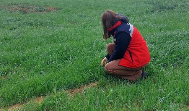 Uşak İl Tarım ve Orman Müdürlüğü ekiplerince sarı pas hastalığına karşı üreticileri bilgilendirdi