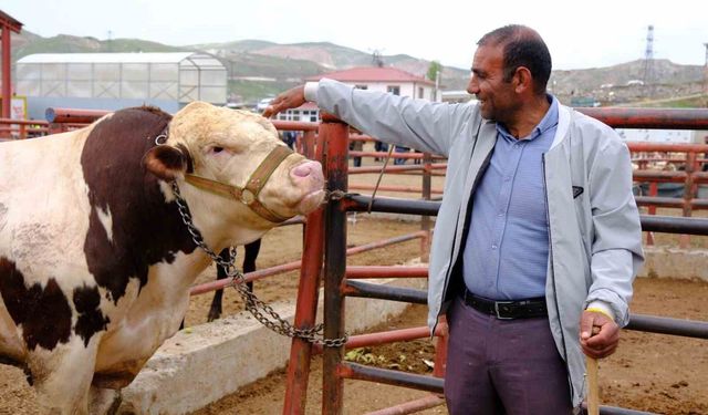 Van canlı hayvan pazarında Kurban Bayramı hareketliliği başladı