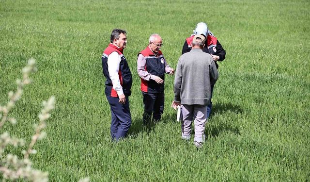 Yağışlar sonrası çiftçilere hububat tarlalarında hastalık riski uyarısı: 'Hastalık çıkmadan önce alınan tedbirler verimi korur'