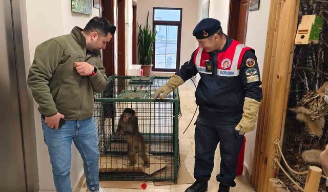 Yozgat'ta yakalanan Hint şebeği maymunu Ankara'da koruma altına alındı