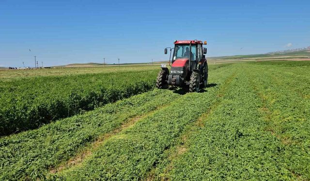 Adilcevaz'da ot biçme sezonu başladı