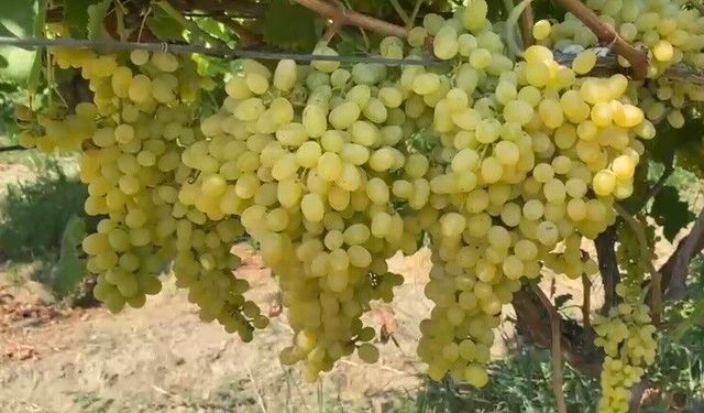 Alaşehir'de çiftçilere son uyarı