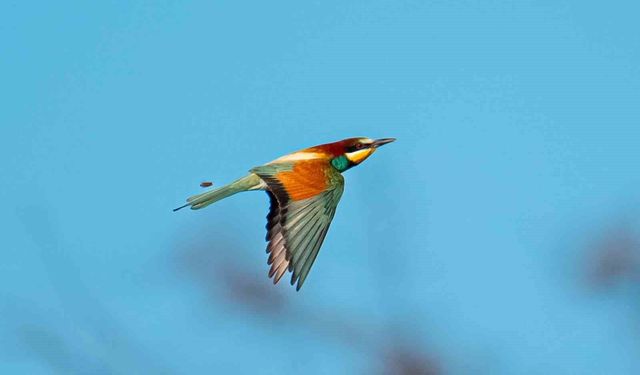 Arılarla besleniyor, doğaya renk katıyor: Avlayana para ve hapis cezası