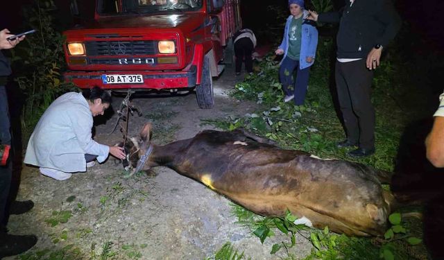 Artvin'de uçuruma yuvarlanan inek ekiplerin çabasıyla kurtarıldı