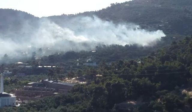 Ayvacık'ta zeytinlik alanda çıkan yangın kontrol altına alındı