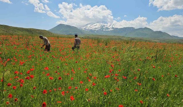 Bitlis'in Adilcevaz ilçesinde gelincik ve karın büyüleyici buluşması