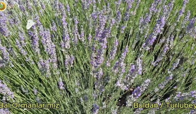 Buldan'da yangının izleri silinen 44 hektarlık alandan adeta bal damlayacak