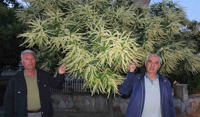 Burhaniye'de kestane ağaçları çiçek açtı
