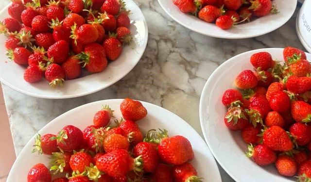 Çıldır Anaokulu öğrencileri çilek hasadında buluştu