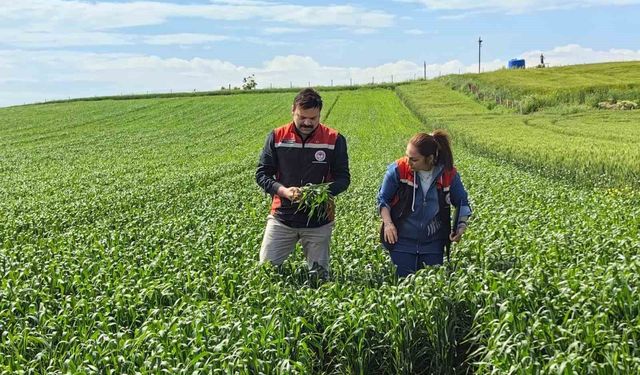 Çorum'da ilk kez ekilen yerli ve milli buğday umut vaat ediyor