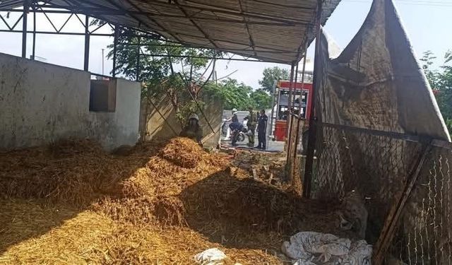 Dörtyol'da samalık yangını