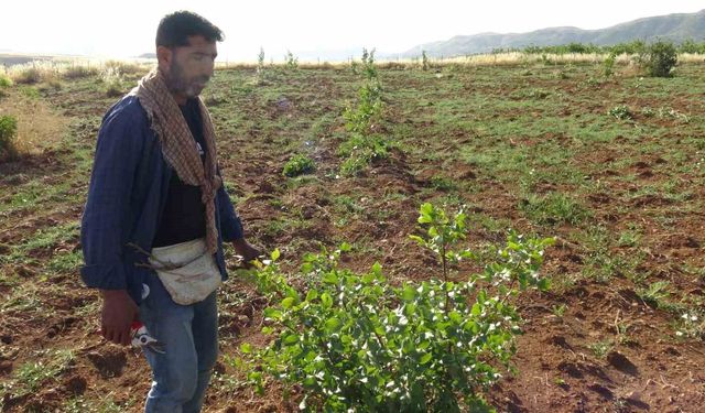 Gercüş'te fıstık aşılama mesaisi başladı