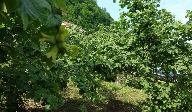 Giresun'da kahverengi kokarcaya karşı samuray arıları doğaya salındı