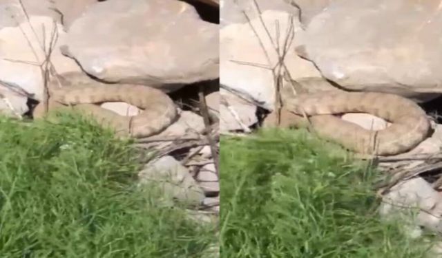 Hakkari'de koca engerek yılanı görüntülendi