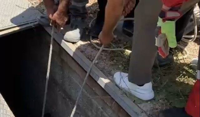 Havalandırma boşluğuna düşen eşek kurtarıldı