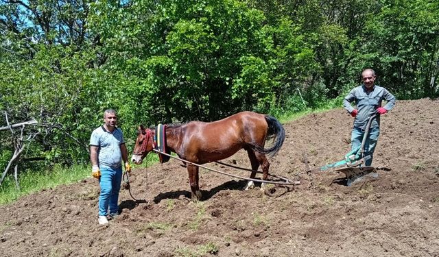 Hizan'da traktörün giremediği tarlalar karasabanla sürülüyor