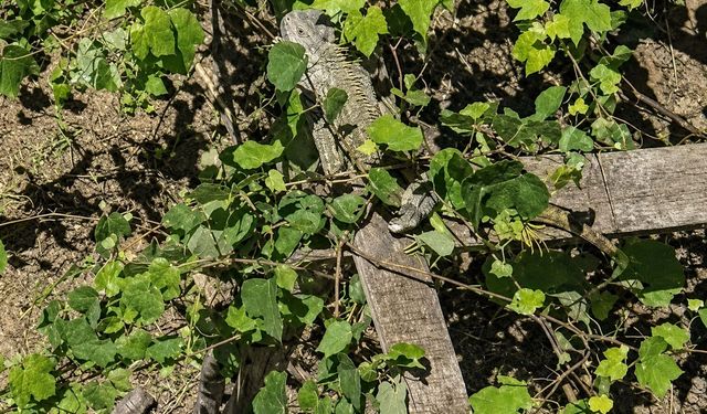 İtfaiyenin iguana mesaisi