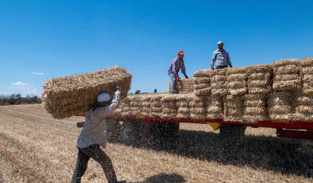 Kırklareli'nde saman balyası mesaisi: Günde 500 balya taşıyorlar