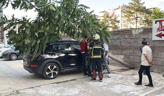 Kökü duvarın altında olan ağaç aracın üzerine devrildi