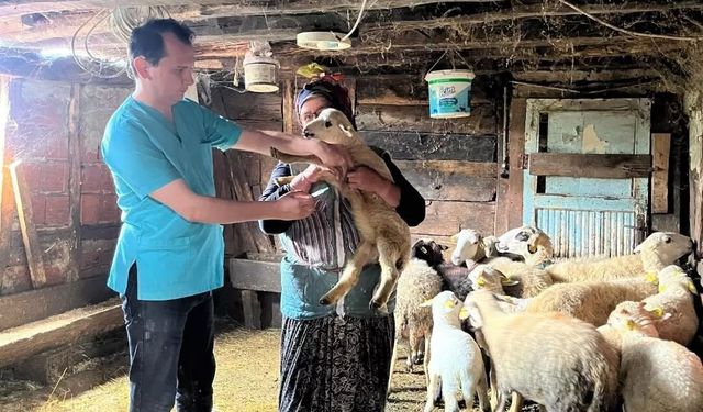 Küçükbaş hayvanlarda kayıt ve sağlık kontrolleri yapıldı