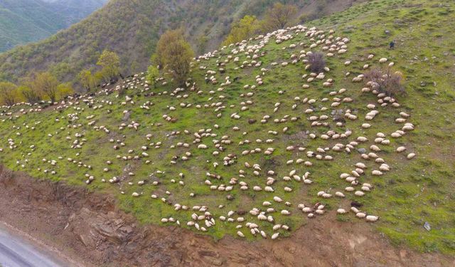 Muşlu besicilerin yaylalara yolculuğu başladı